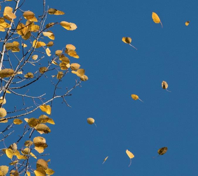 Big-toothed aspen leaves falling