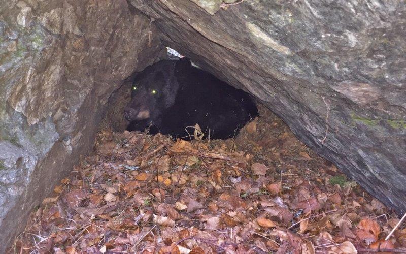 Jewel in her den