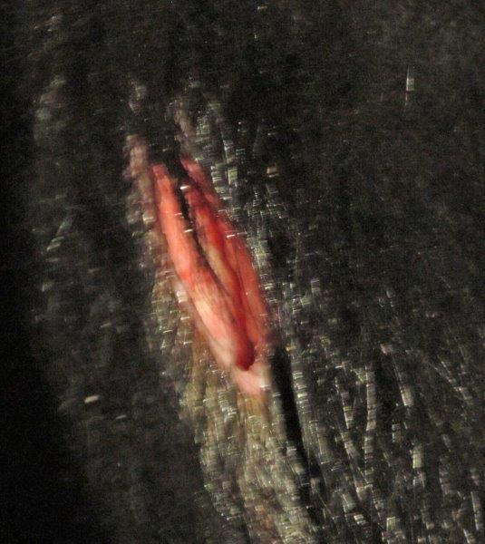 Jewel's Wound on 8/31/15