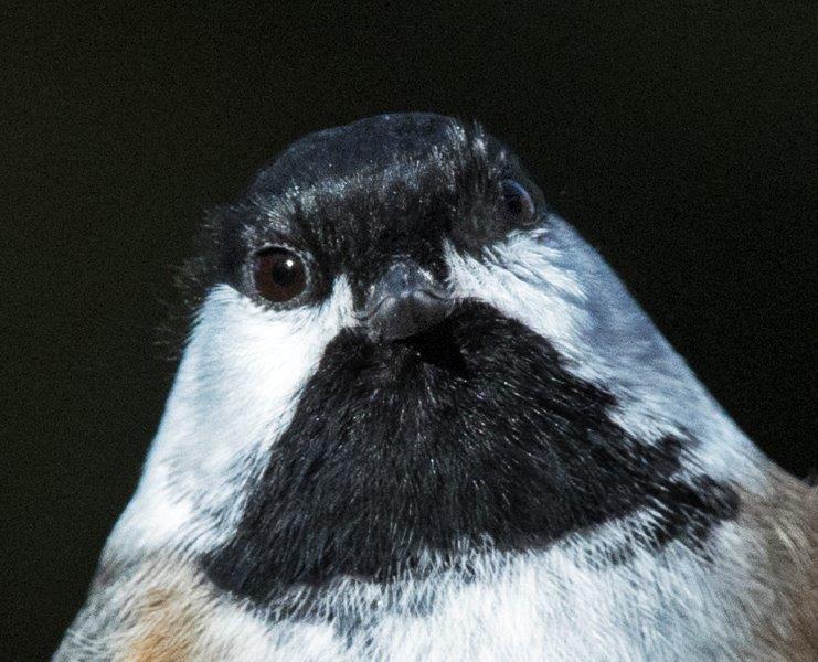 Chickadee