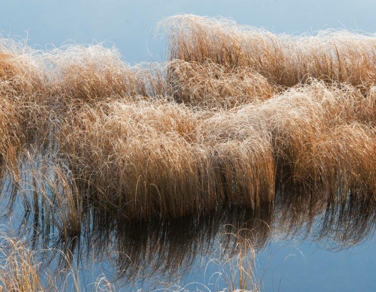 Frost on sedges