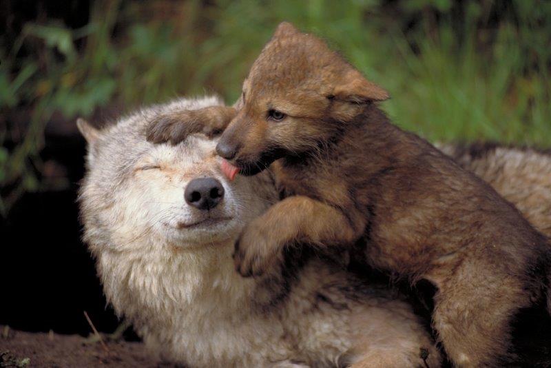Wolf pup licking mother - WRI file photo