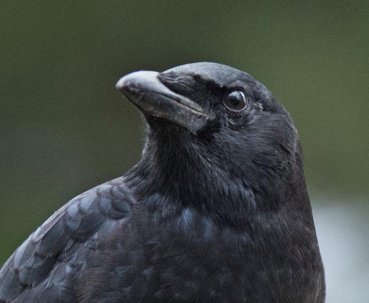 Crow