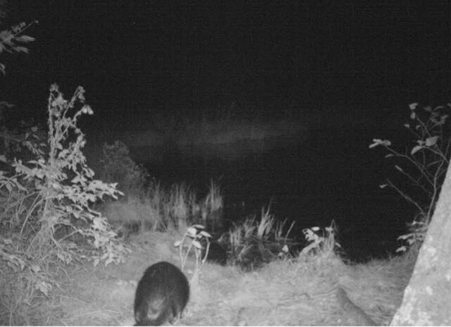 Beaver seen on trail cam