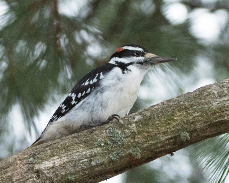 Hairy woodpecker