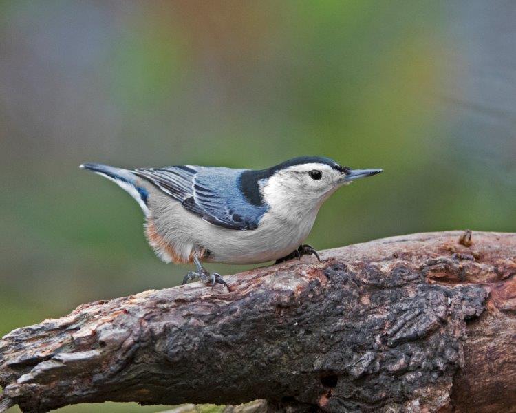 White-breasted nuthatch