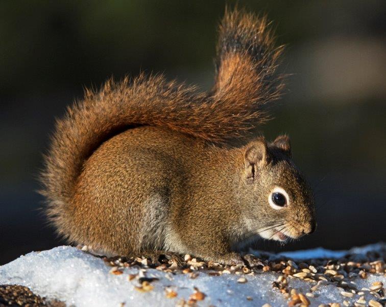 Red squirrel
