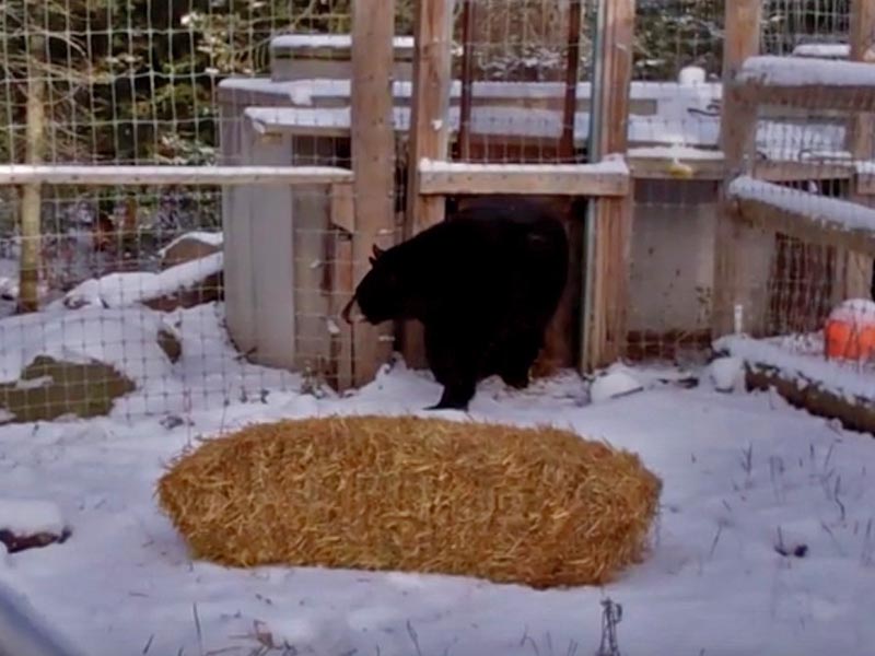 Holly checking out the new straw