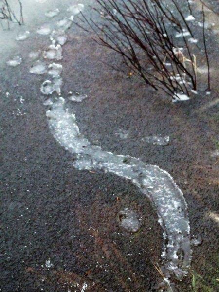 Mink tracks on ice