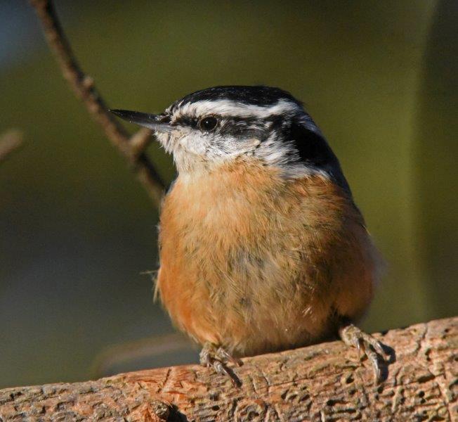 Red-breasted nuthatch