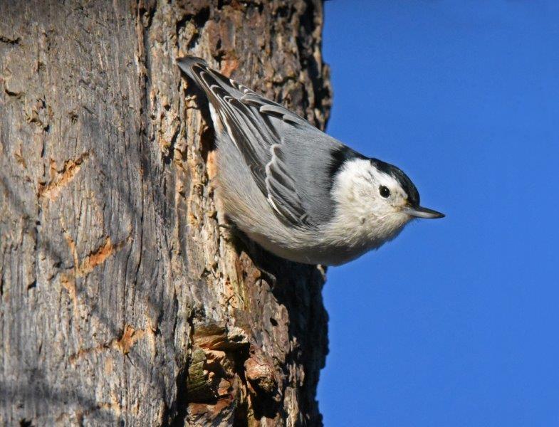 White-breasted nuthatch next to bear claw marks