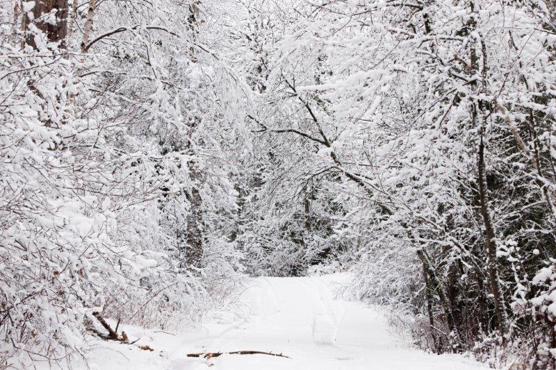 Snow laden trees at the WRI