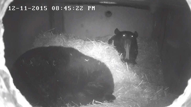 Lucky's long tongue rolls out as he yawns