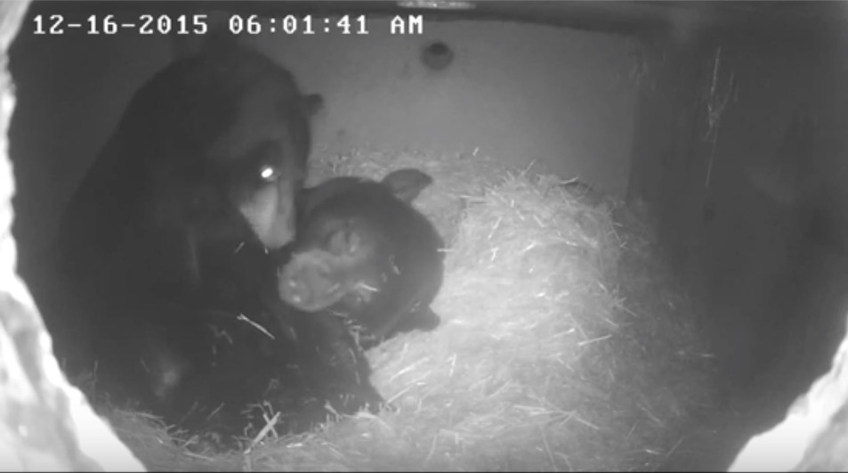 Lucky and Holly snuggle