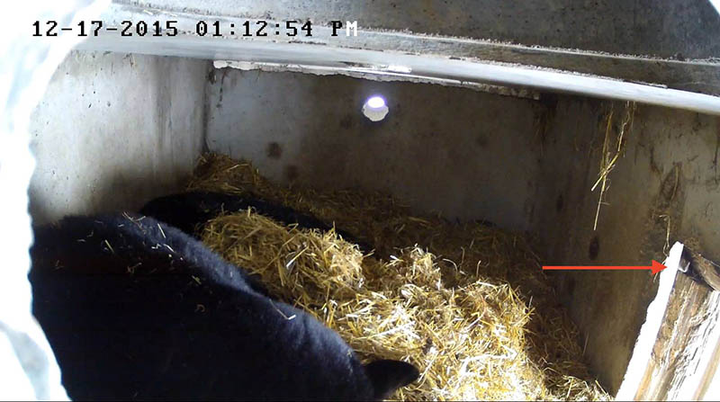 Mouse in Lucky and Holly's den