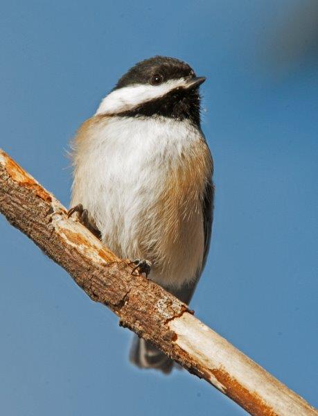 Chickadee