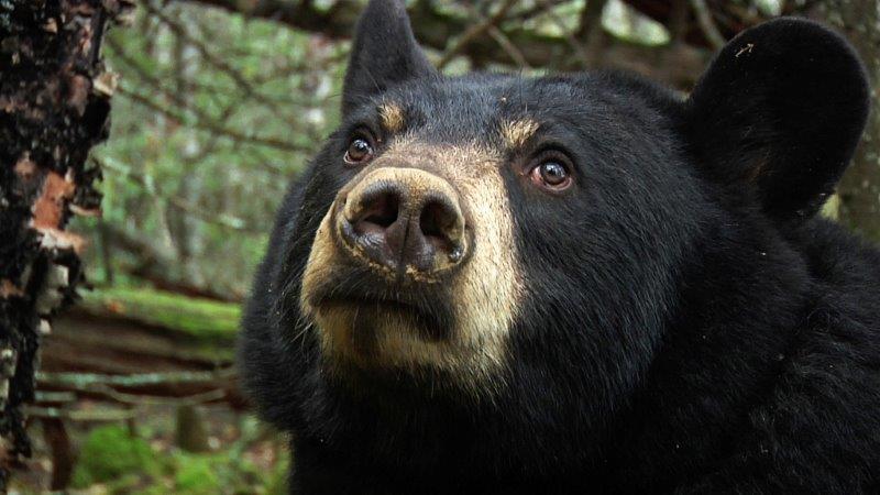 The famous Lily picture