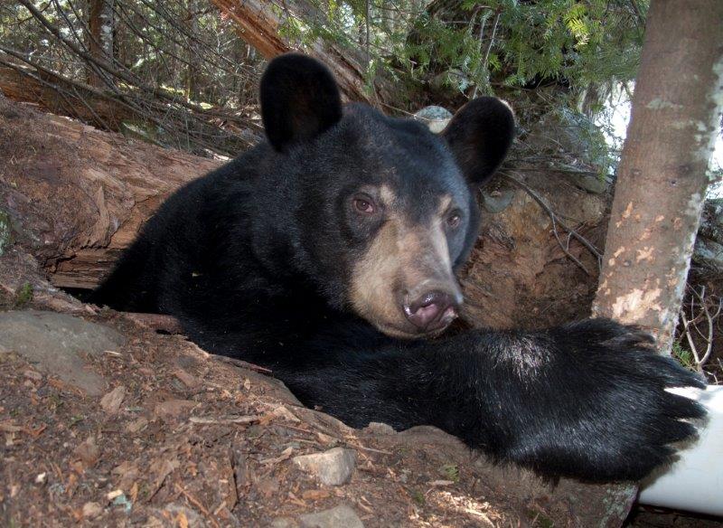 Lily emerging from the den - March 24, 2010