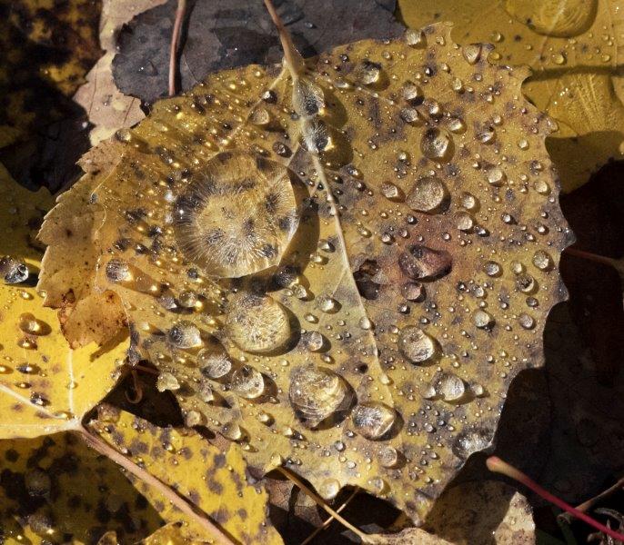 Icy water droplets on big-toothed aspen leaf