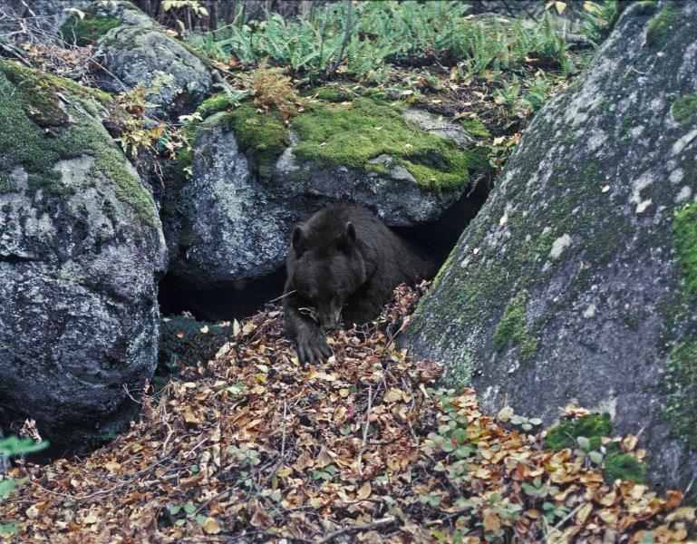 Terry raking leaves into den - October 11, 1989