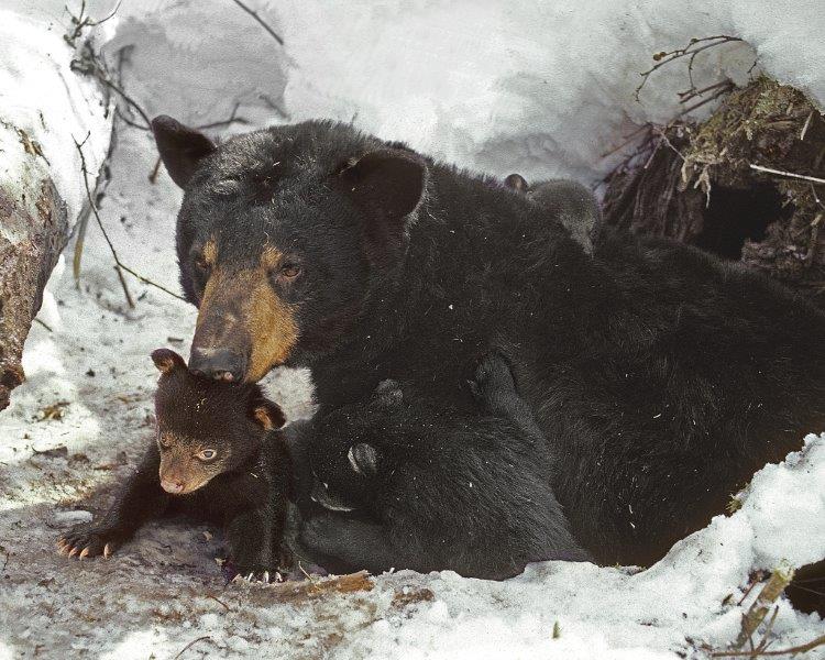 Bear 359 and cubs 