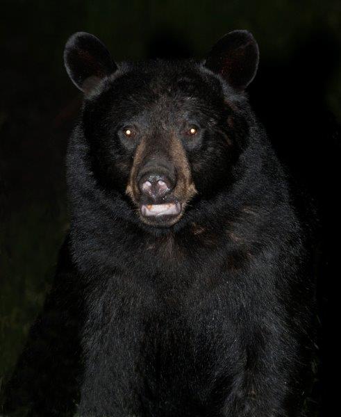 Bear at night - 8/9/13
