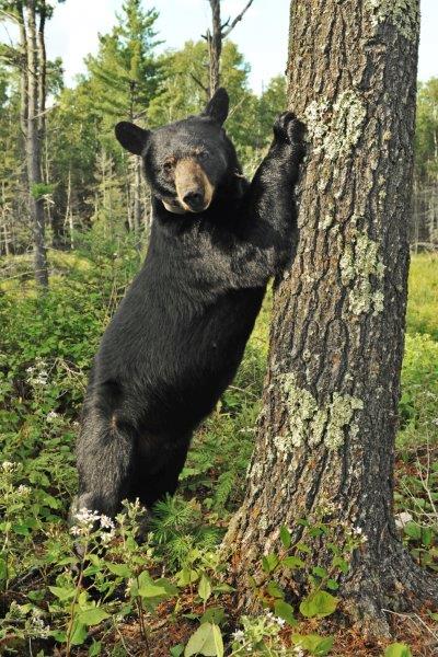 June by Pine - July 30, 2012