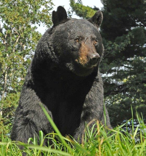 Shylow - August 18, 2013