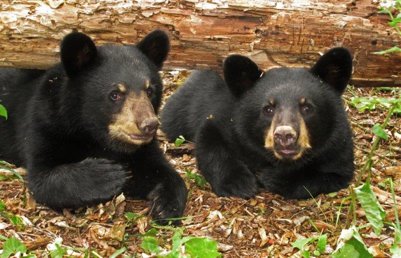 Sophie and Sybil - August 13, 2012