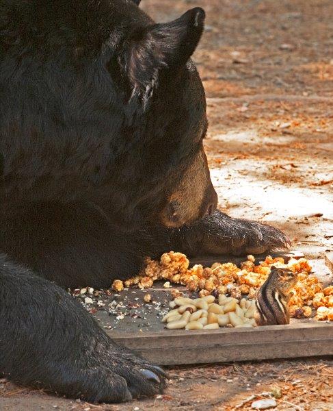 Jack and the chipmunk II - 6/28/2012