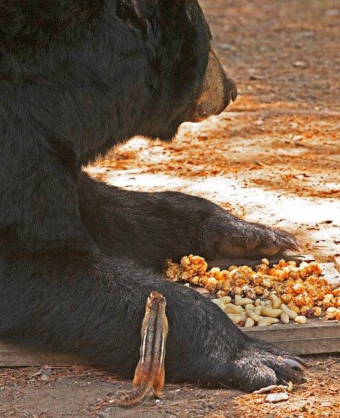 Jack and the chipmunk - 6-28-2012