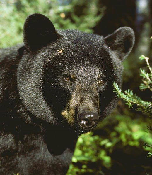 Female 401 in 1989 (Cover of The Great American Bear)