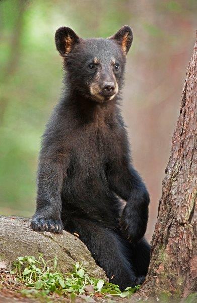 Jewel's cub - 07/02/14