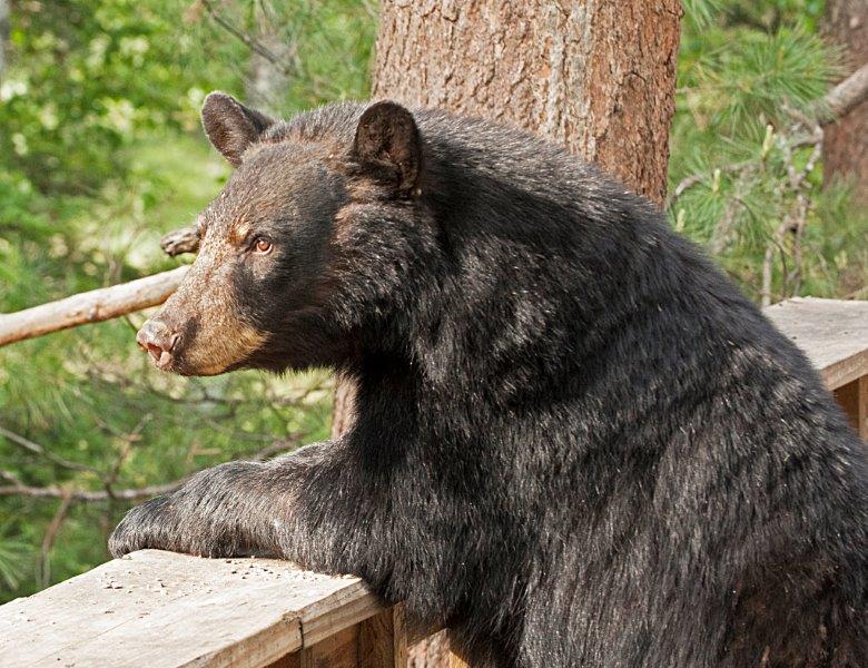 Fern looking at gull - 06/15/15