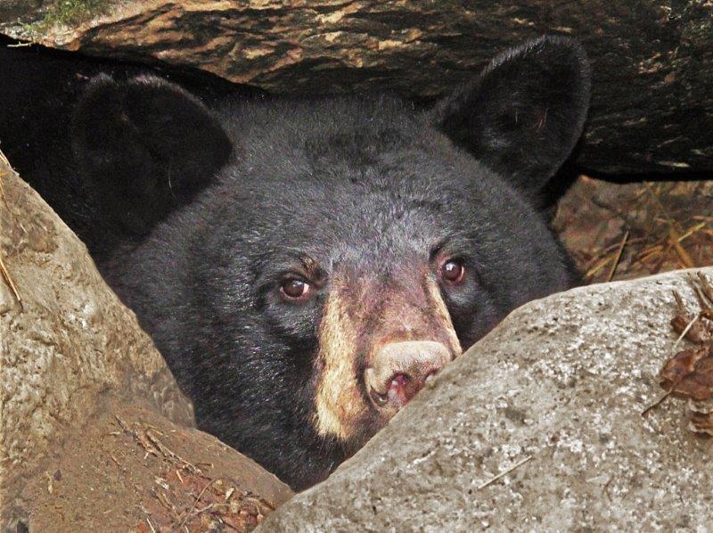 Holly in her den 11/3/14