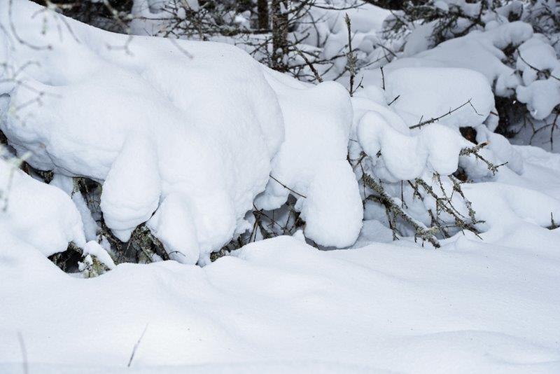 Jewel's den covered in snow
