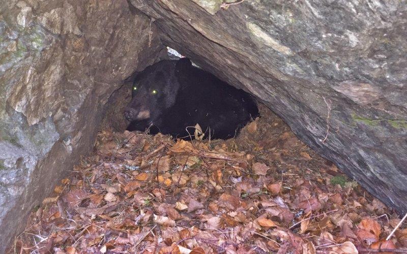 Jewel in her den - 10/22/15