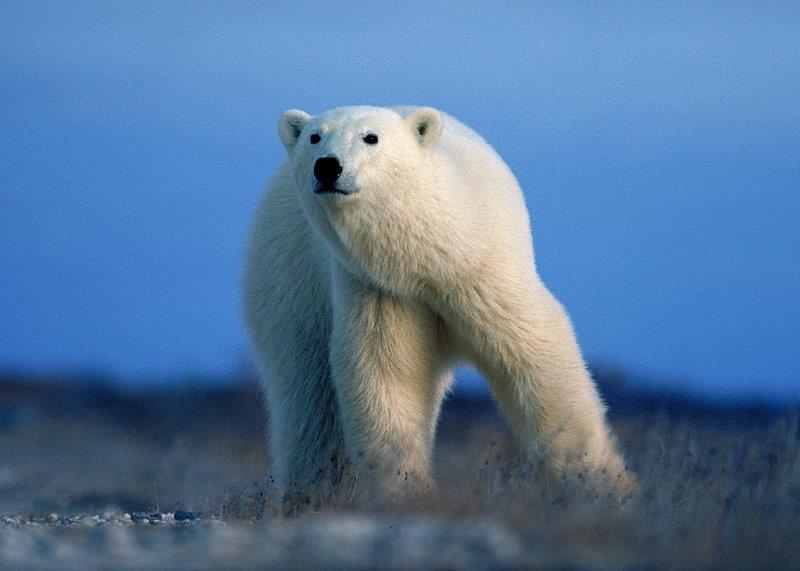 Polar Bear - WRI file photo