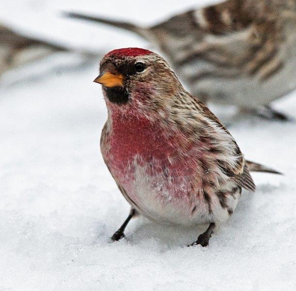 Male Redpoll