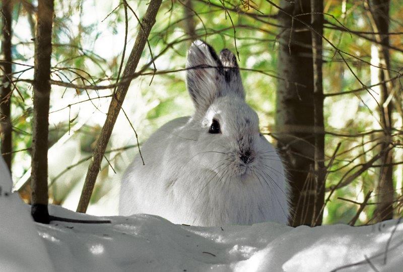 Snowshoe Hare