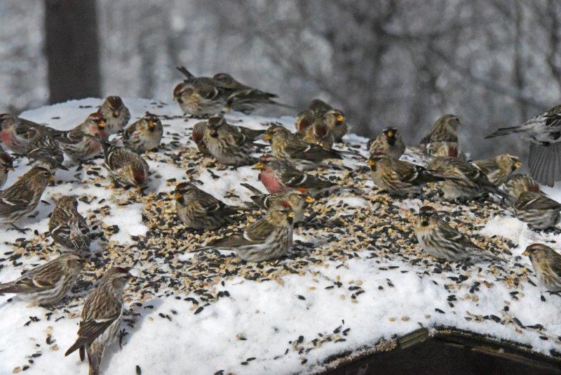 Redpolls