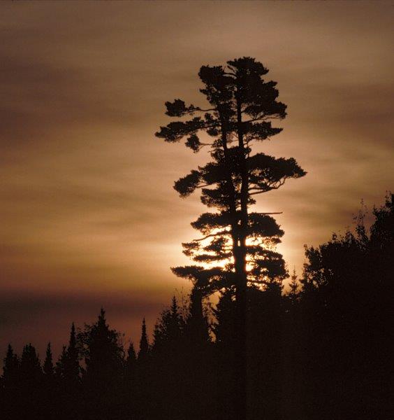 White pines sunset