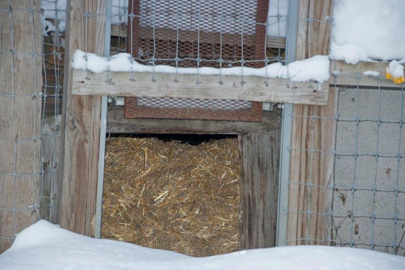 Lucky and Holly's den