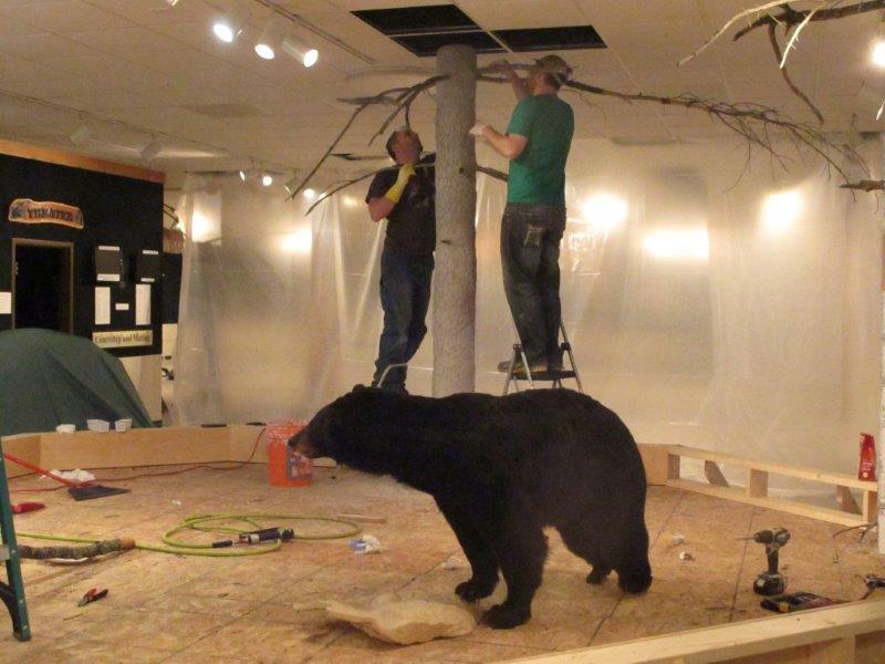 Bear camping exhibit