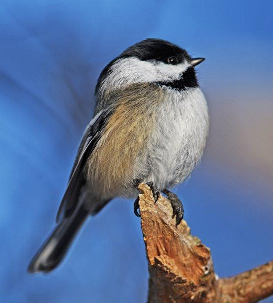 Chickadee with buff sides