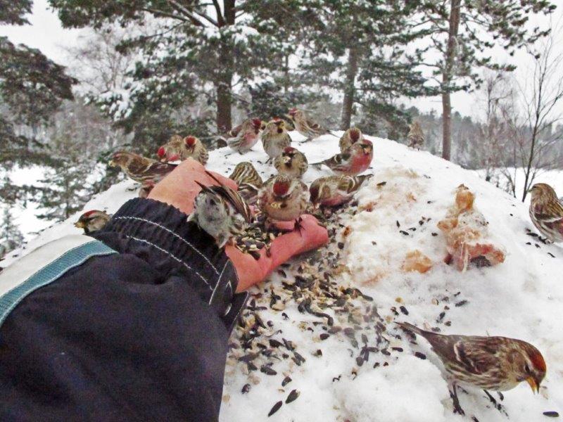 Redpolls in hand