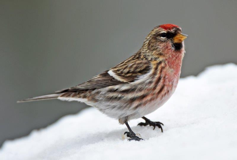 Common redpoll male