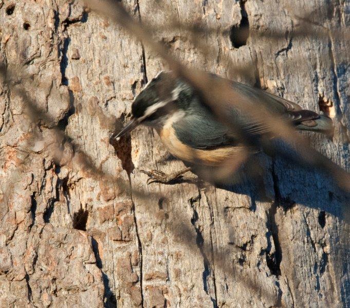 Red-breasted nuthatch