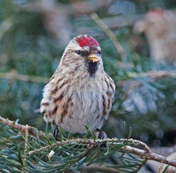 Common Redpoll
