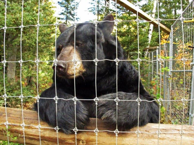 Ted (Behind the Scenes) 10/9/15